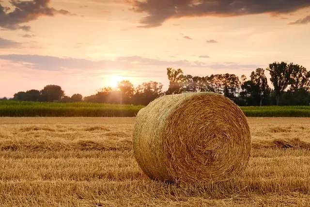 A haybale in a field with the sun setting in the background.